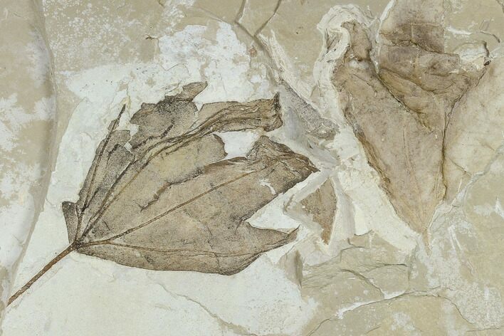 Two Fossil Sycamore Leaves (Platanus) - Green River Formation, Utah #118002